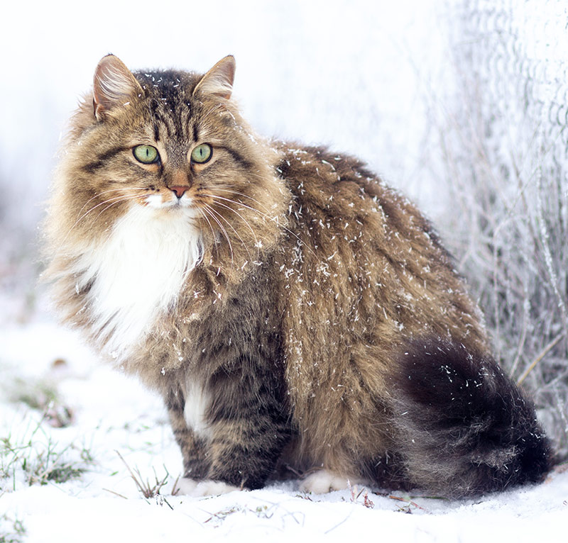 fluffy big cat