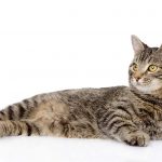young tabby cat