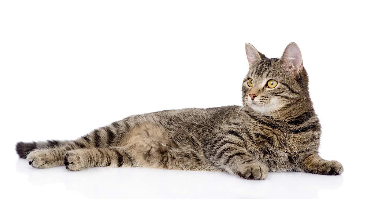 young tabby cat