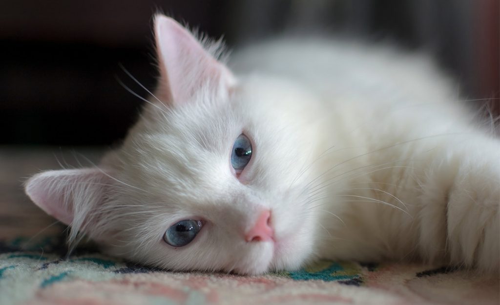 white cat breeds - turkish angora