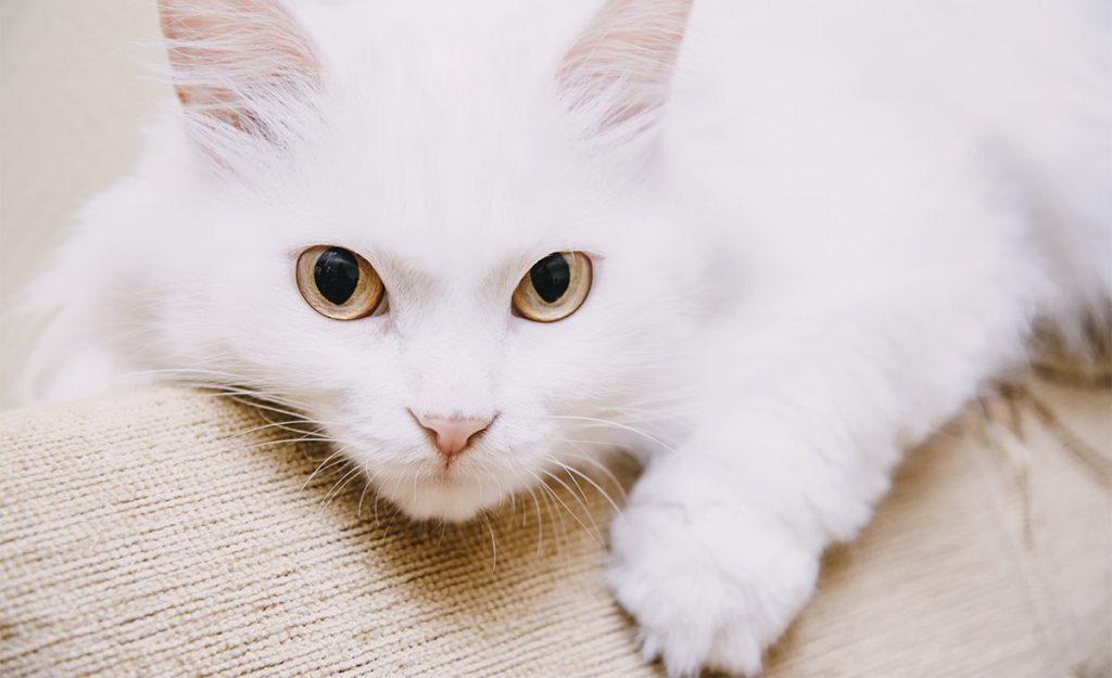 white cat breeds - turkish van