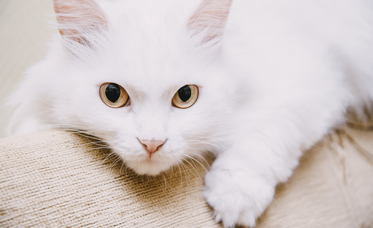 white cat with gold eyes