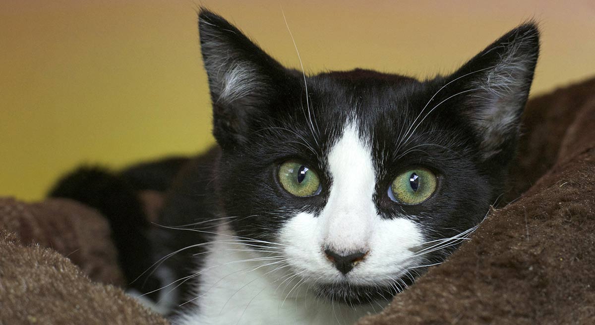 black and white tuxedo cat