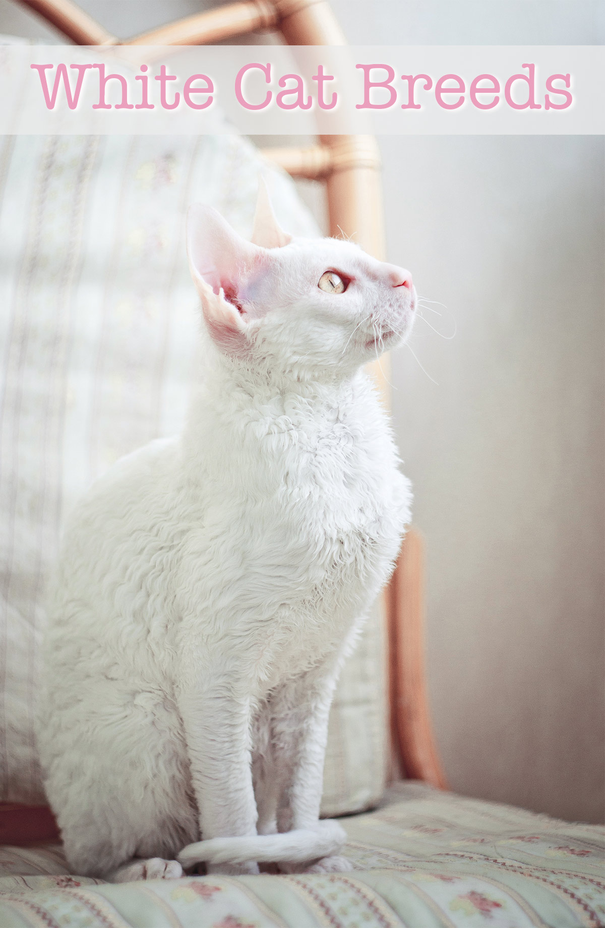 White Cat Breeds - The Most Popular White Cat Breeds And Their Care White Cat Breeds - The Most Popular White Cat Breeds And Their Care