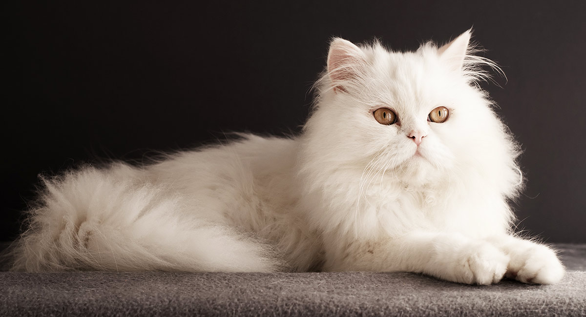 35 Incredibly Cool White Cat Facts To Wow Your Friends With!