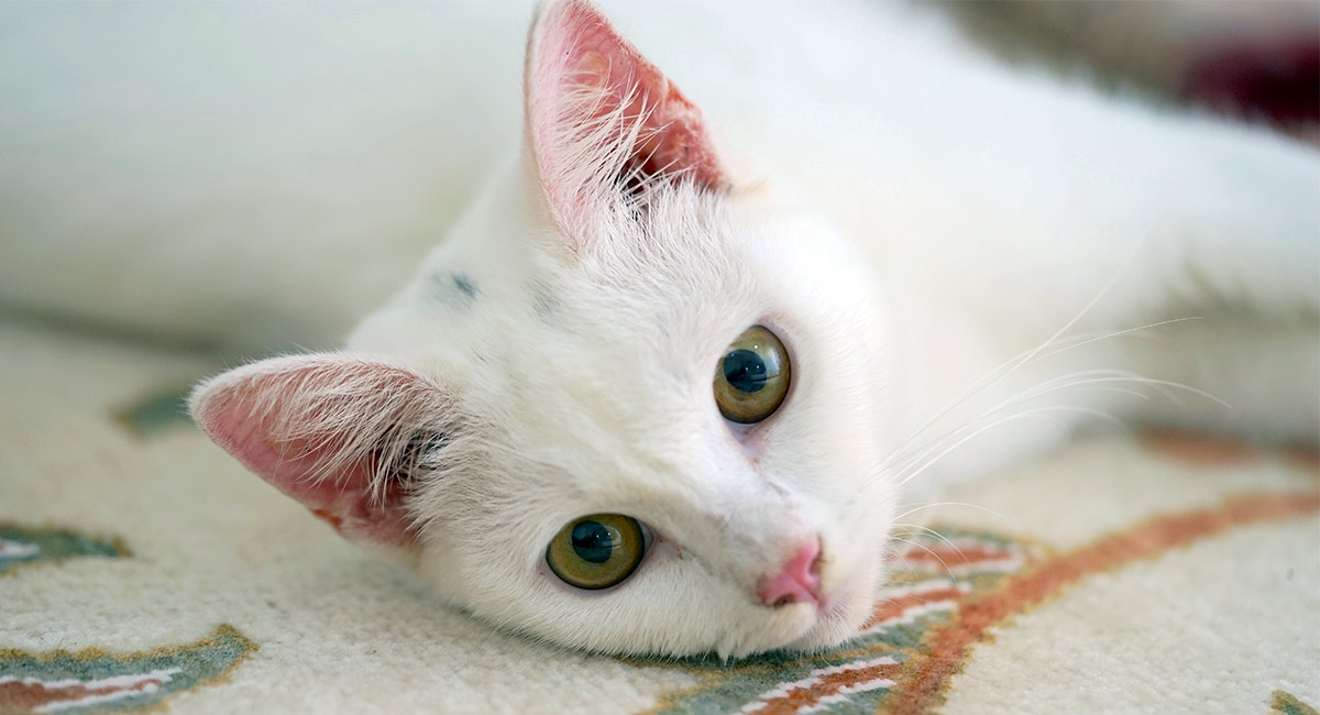 white cat facts