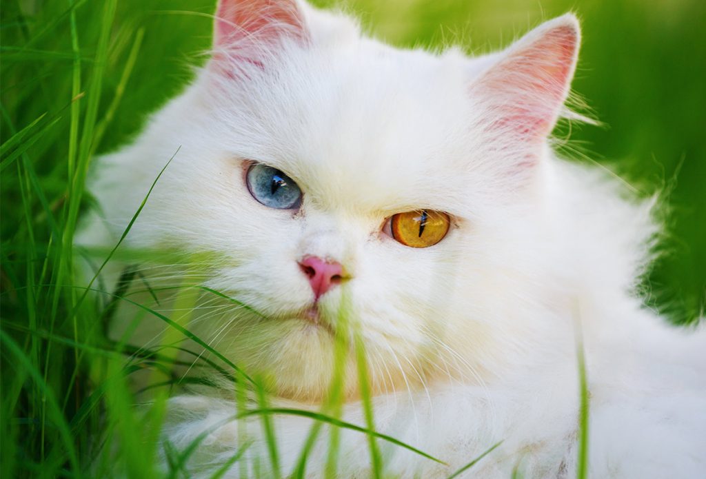 Faits Sur Le Chat Blanc: Huit Raisons Pour Lesquelles Tous Les Chats ...