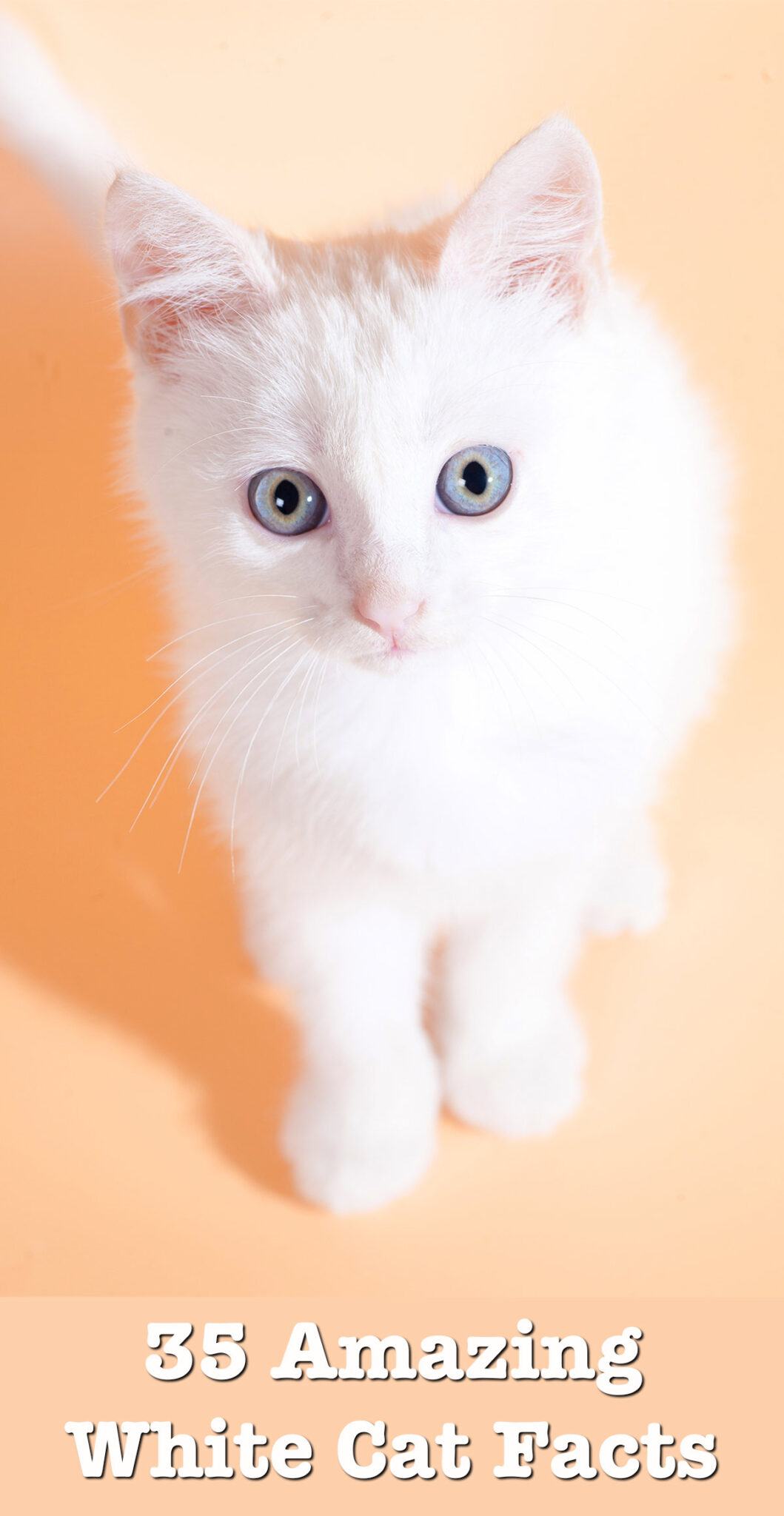 facts about white cats