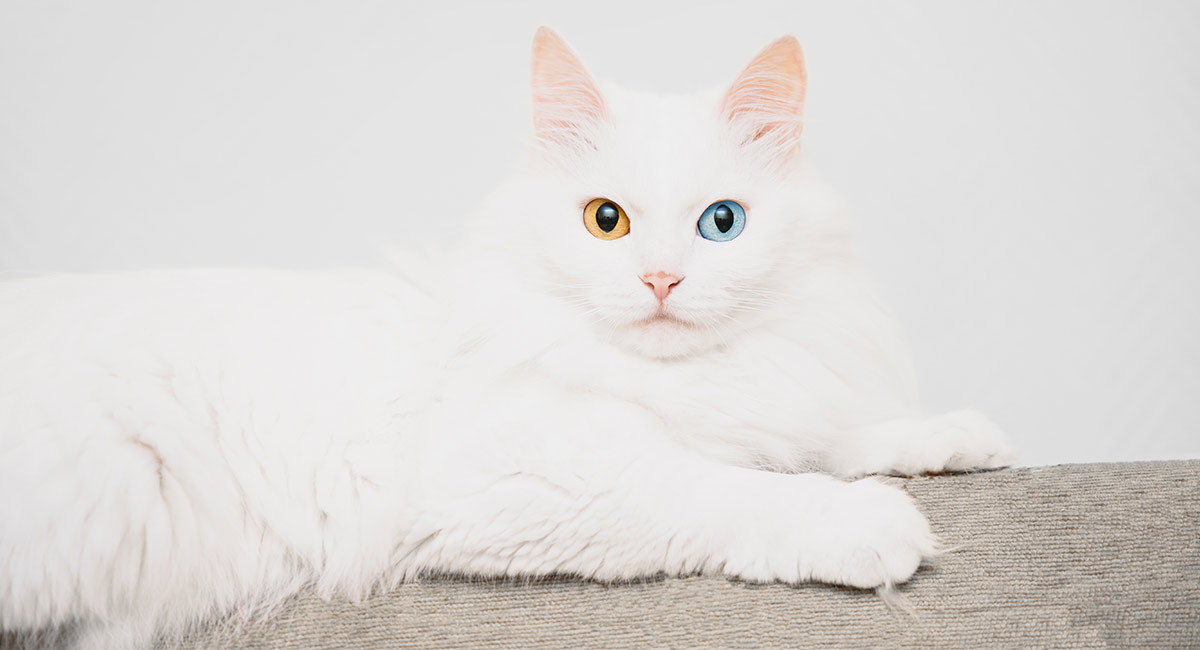 White Cat Breeds The Most Popular White Cat Breeds And White Cat Breeds The Most Popular White Cat Breeds And