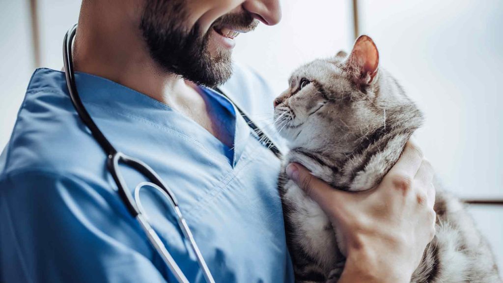 Buprenorphine given to a cat by a vet