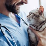 Buprenorphine given to a cat by a vet