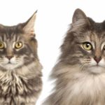 maine coon vs norwegian forest cat