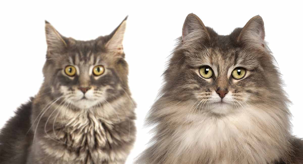 Maine Coon Vs Norwegian Forest Cat