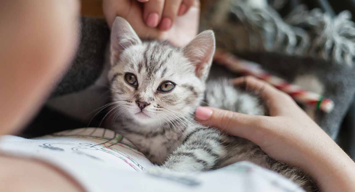 unique female cat names