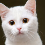 white cat