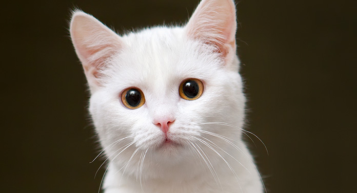 How Rare Are White Cats? 