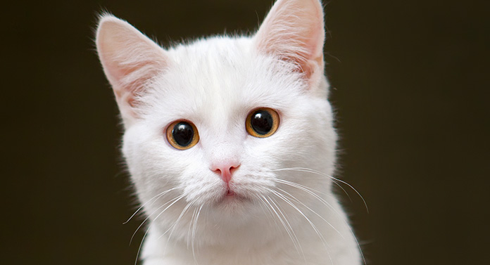 How Rare Are White Cats?