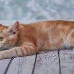 american bobtail cat
