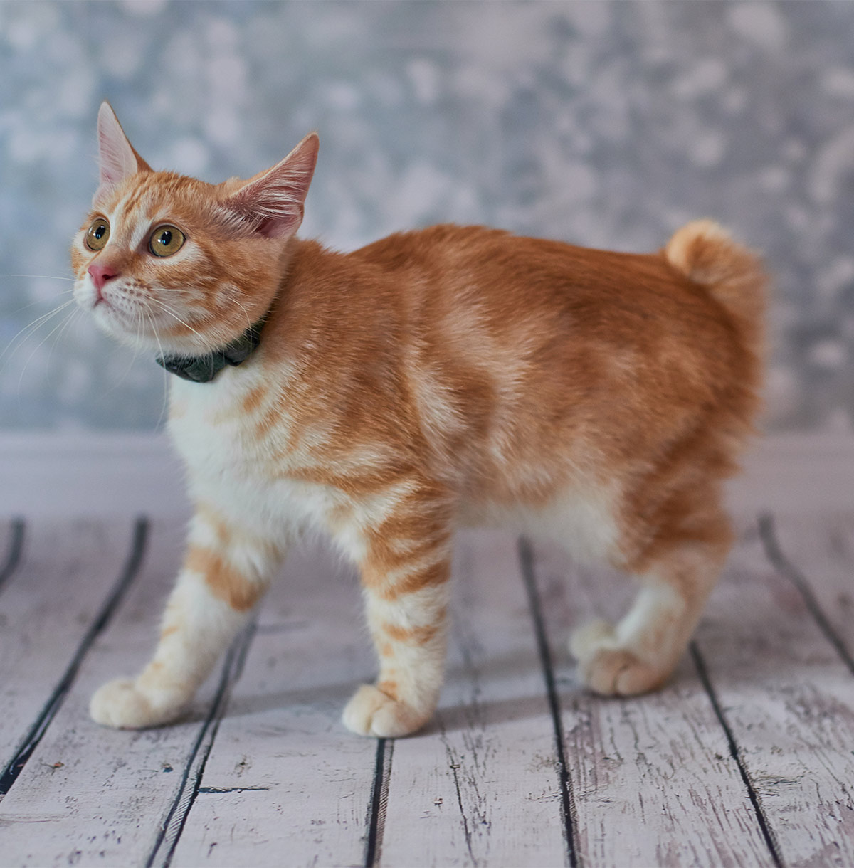 American Bobtail Cat Are They The Best Short Tailed Pet Kitty?