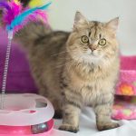 Choosing the best cat toy