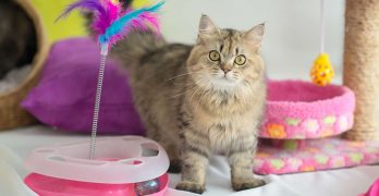 Best Cat Enrichment Toys – Providing Environmental Enrichment For Your Kitty