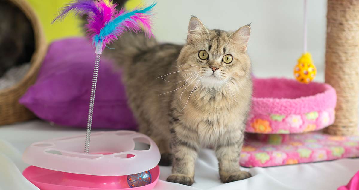 Choosing the best cat toy