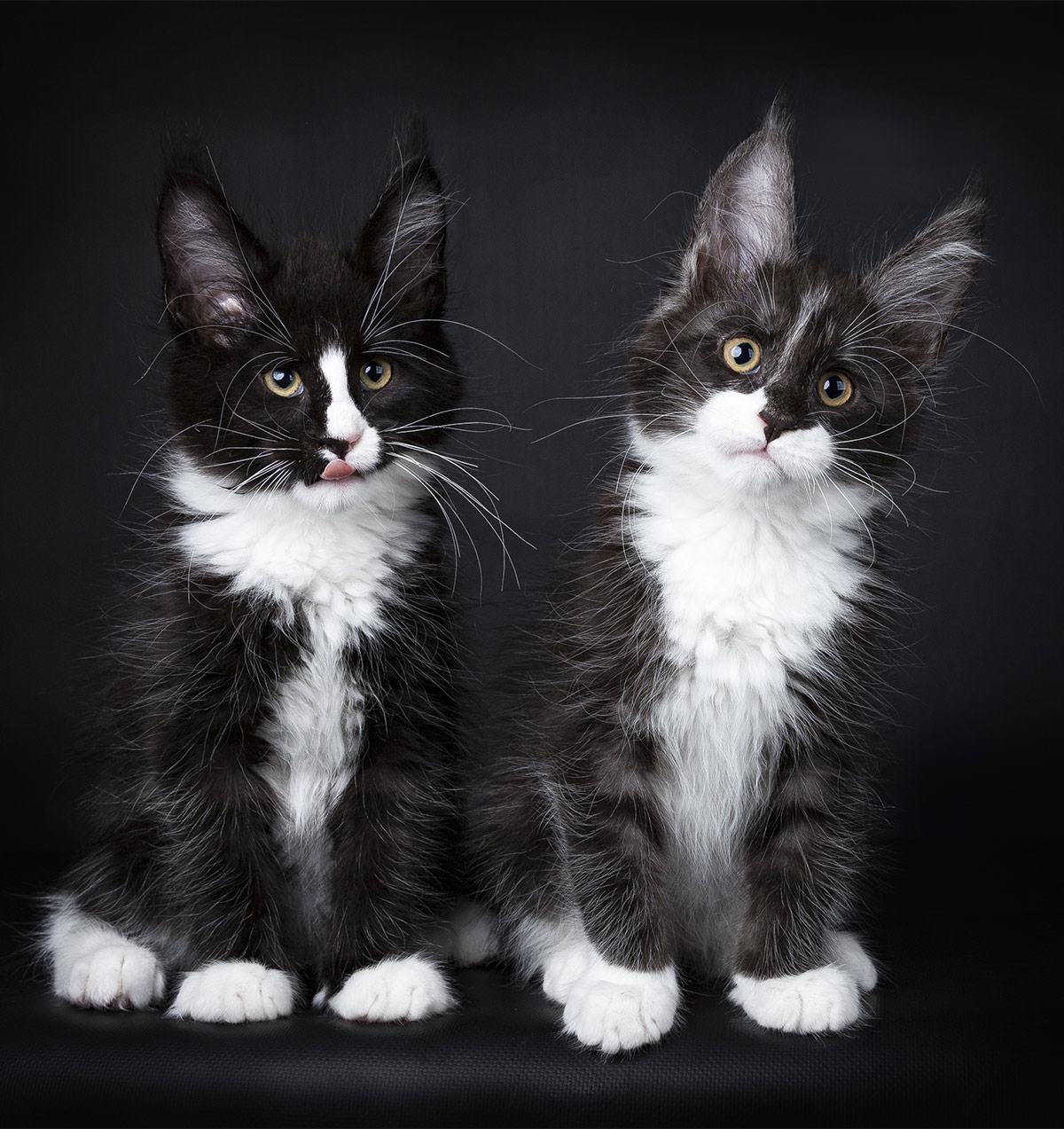 Check Out Our Beautiful Gallery Of Pictures Of Maine Coon Cats