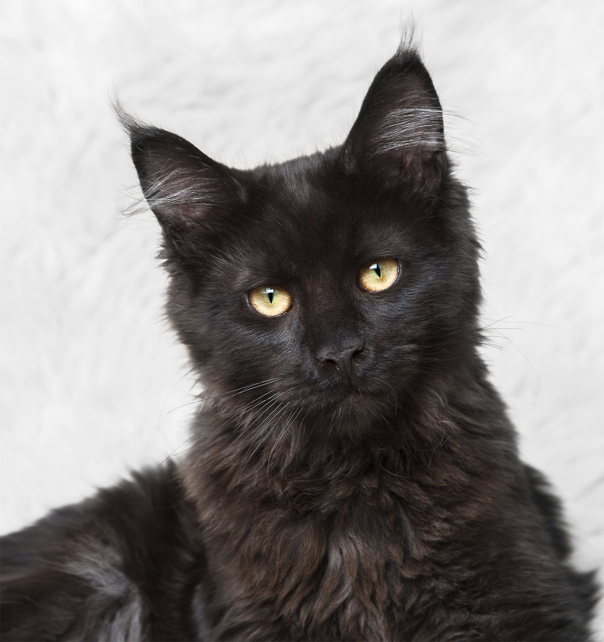 Check Out Our Beautiful Gallery Of Pictures Of Maine Coon Cats