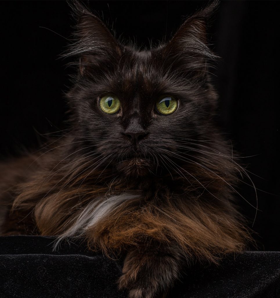 Check Out Our Beautiful Gallery Of Pictures Of Maine Coon Cats