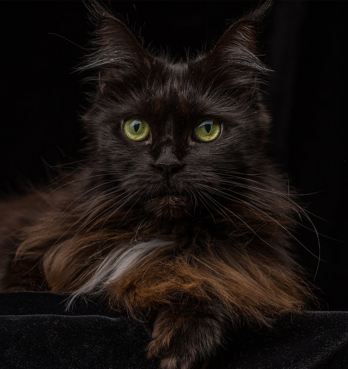 Pictures of Maine Coon cats