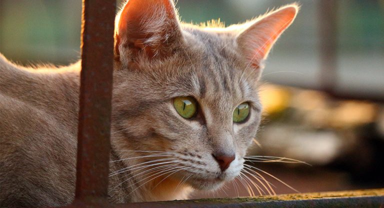Buprenorphine For Cats How Buprenex Works Dosage Side Effects