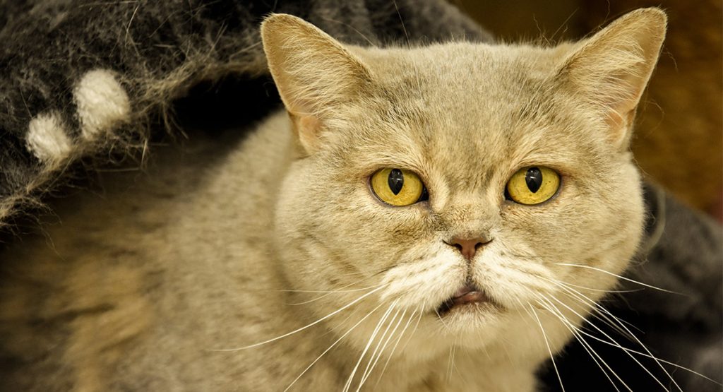Buprenorphine For Cats How Buprenex Works Dosage Side Effects