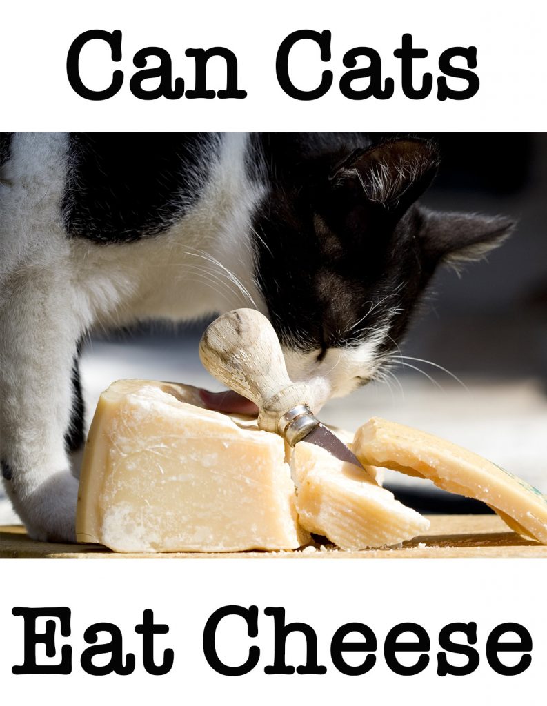 Can Cats Eat Cheese, Or Is Cheese Bad For Cats?