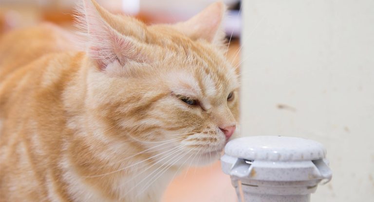 cat water fountain