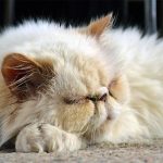 flat faced cats - brachycephalic cats