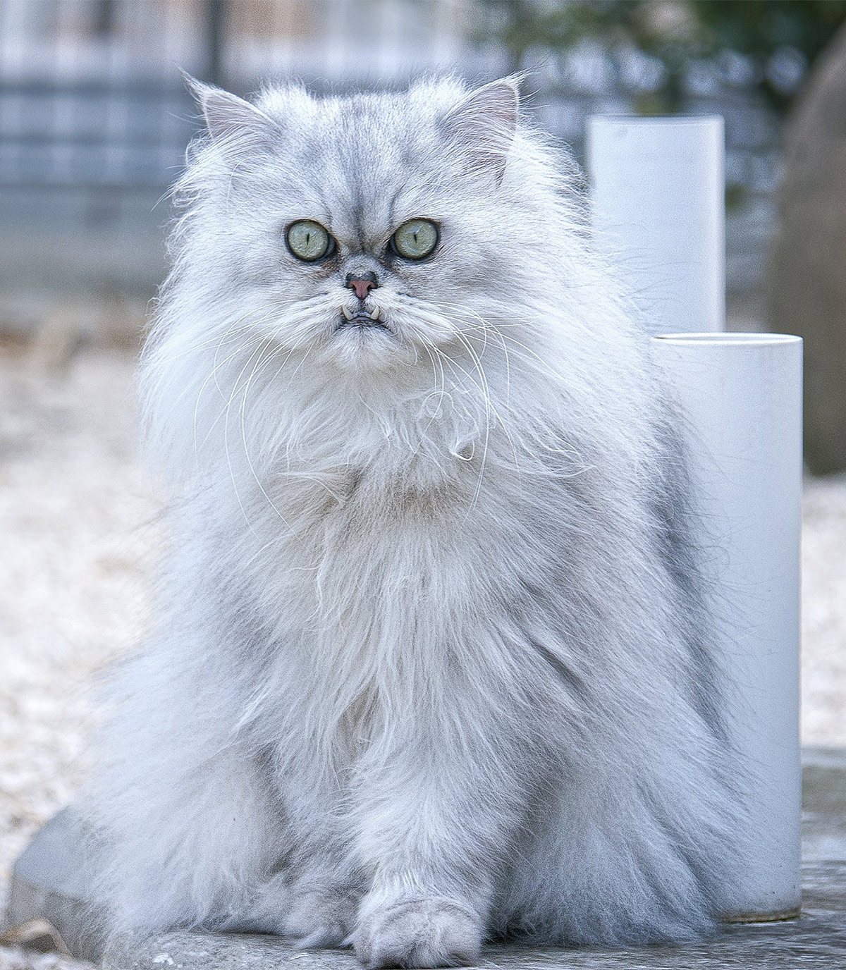 flat faced cats teeth