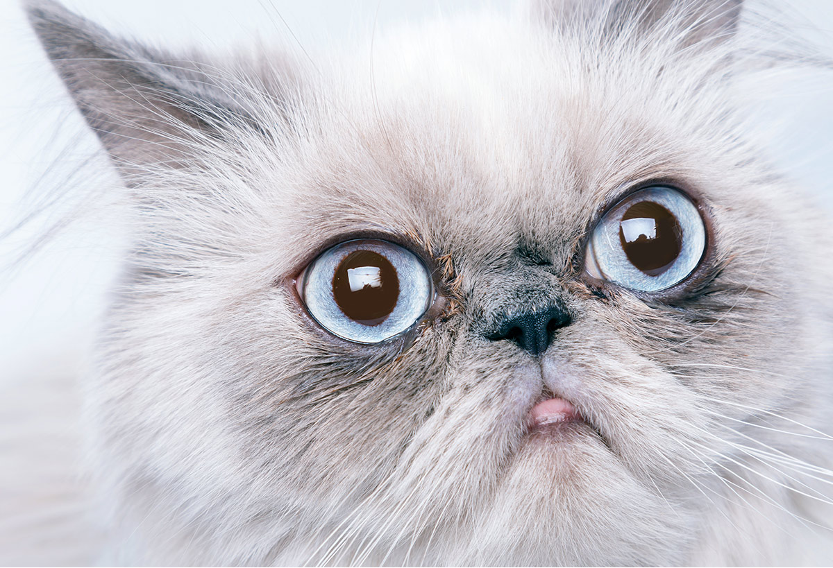 flat faced cats - brachycephalic cats