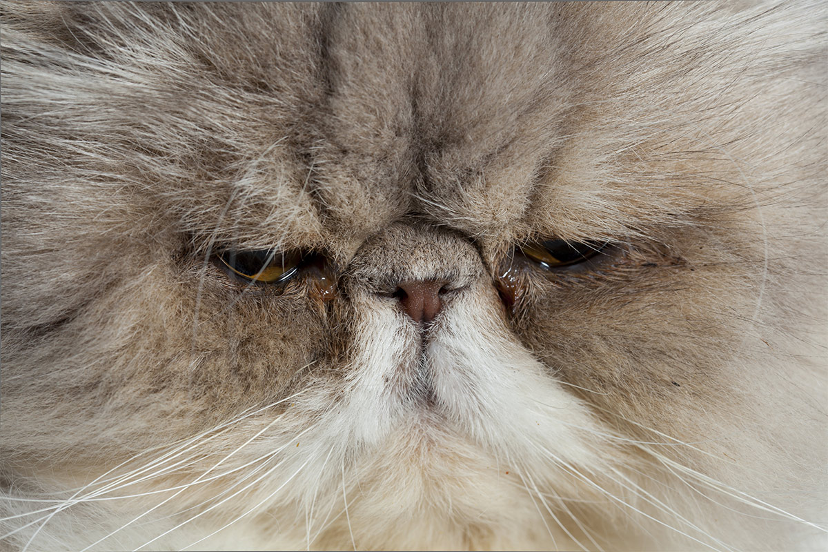 flat faced cat breeds - brachycephalic cats