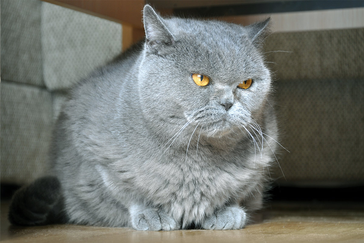 flat faced cat breeds