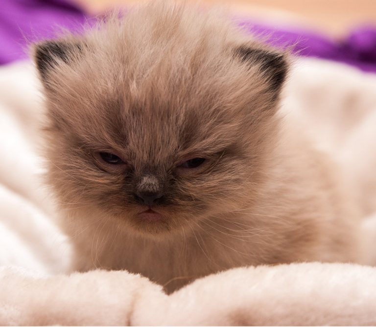 Flat Faced Cats Investigating Brachycephalic Cat Breeds