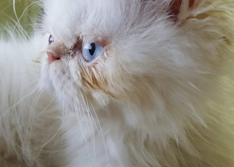 Flat Faced Cats Investigating Brachycephalic Cat Breeds