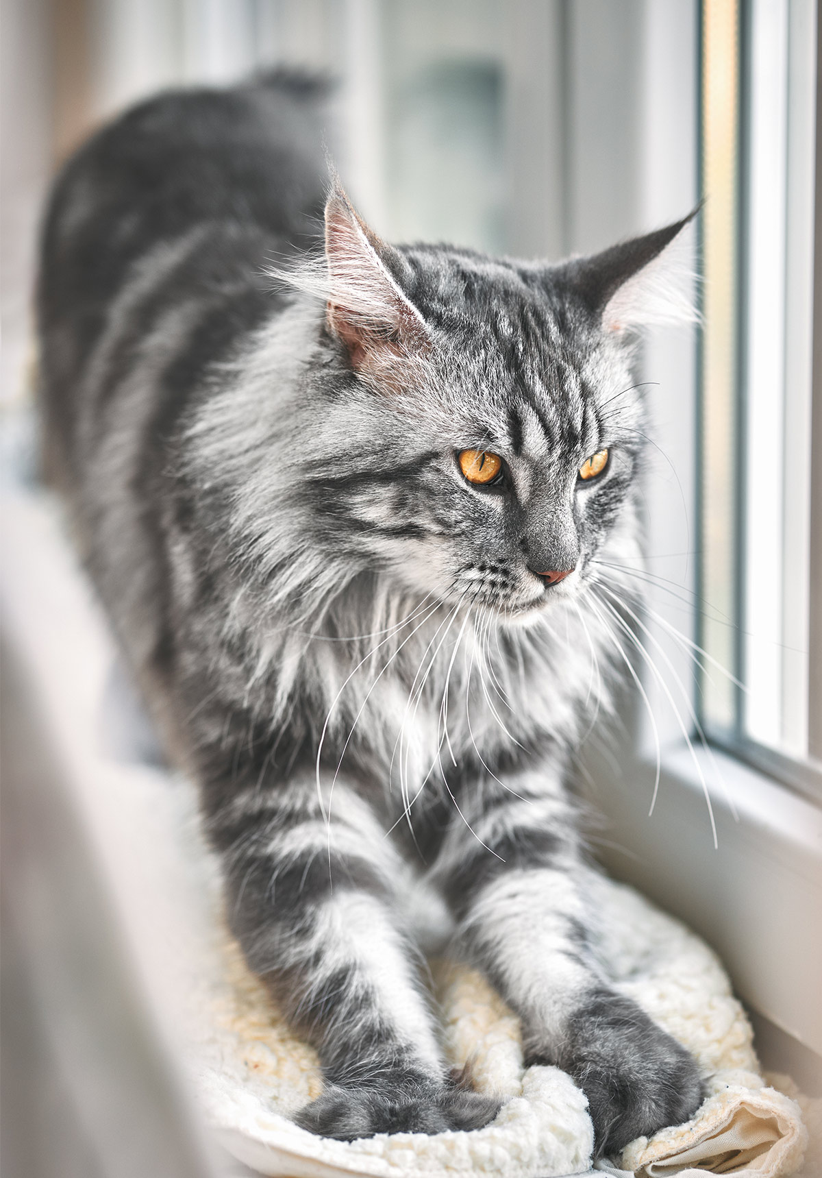 Check Out Our Beautiful Gallery Of Pictures Of Maine Coon Cats