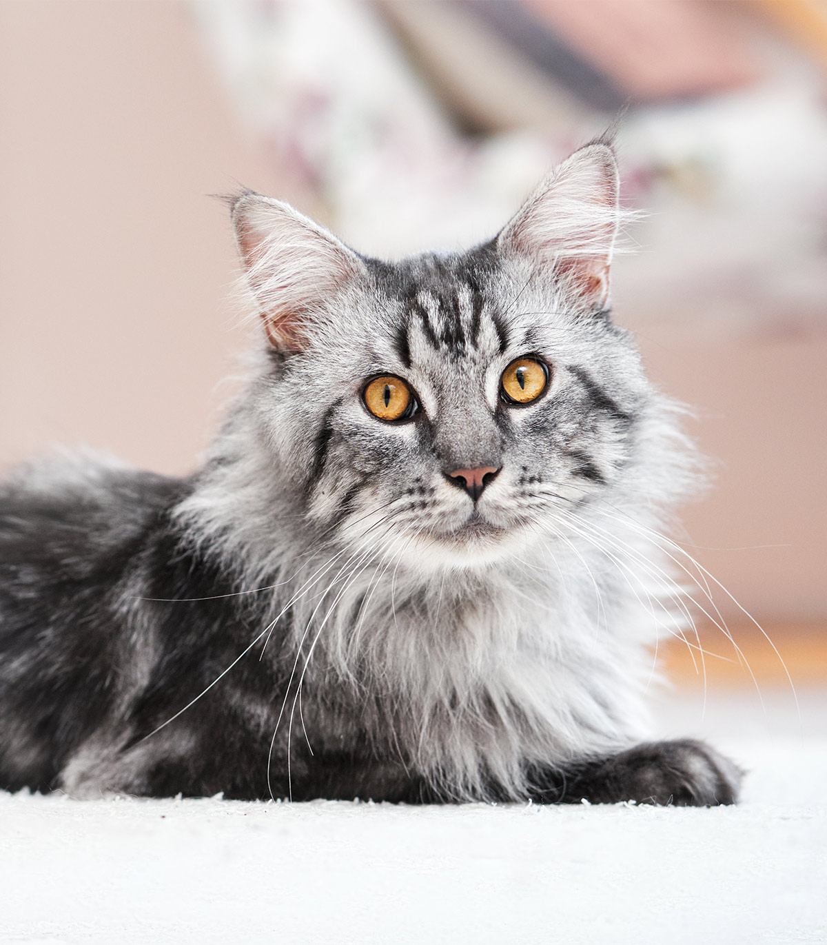 Check Out Our Beautiful Gallery Of Pictures Of Maine Coon Cats