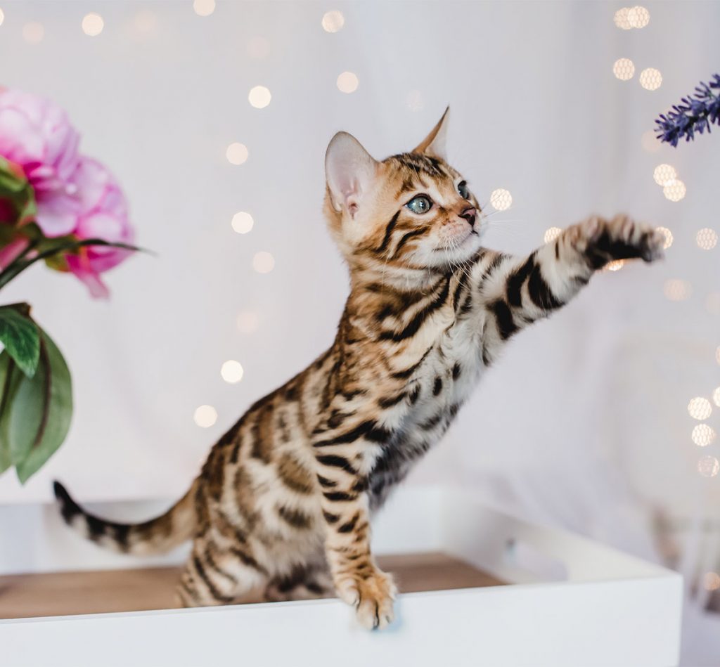 When do Bengal cats stop growing?