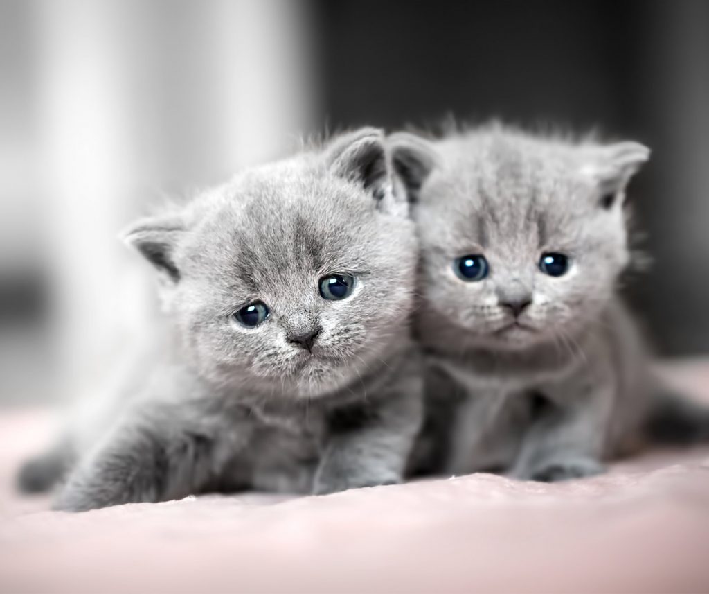 When Do Cats Stop Growing? A Complete Guide To Kitten Growth