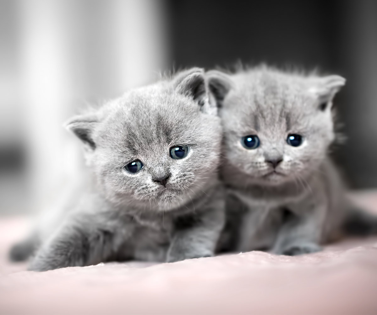 8 week old British shorthair kittens 