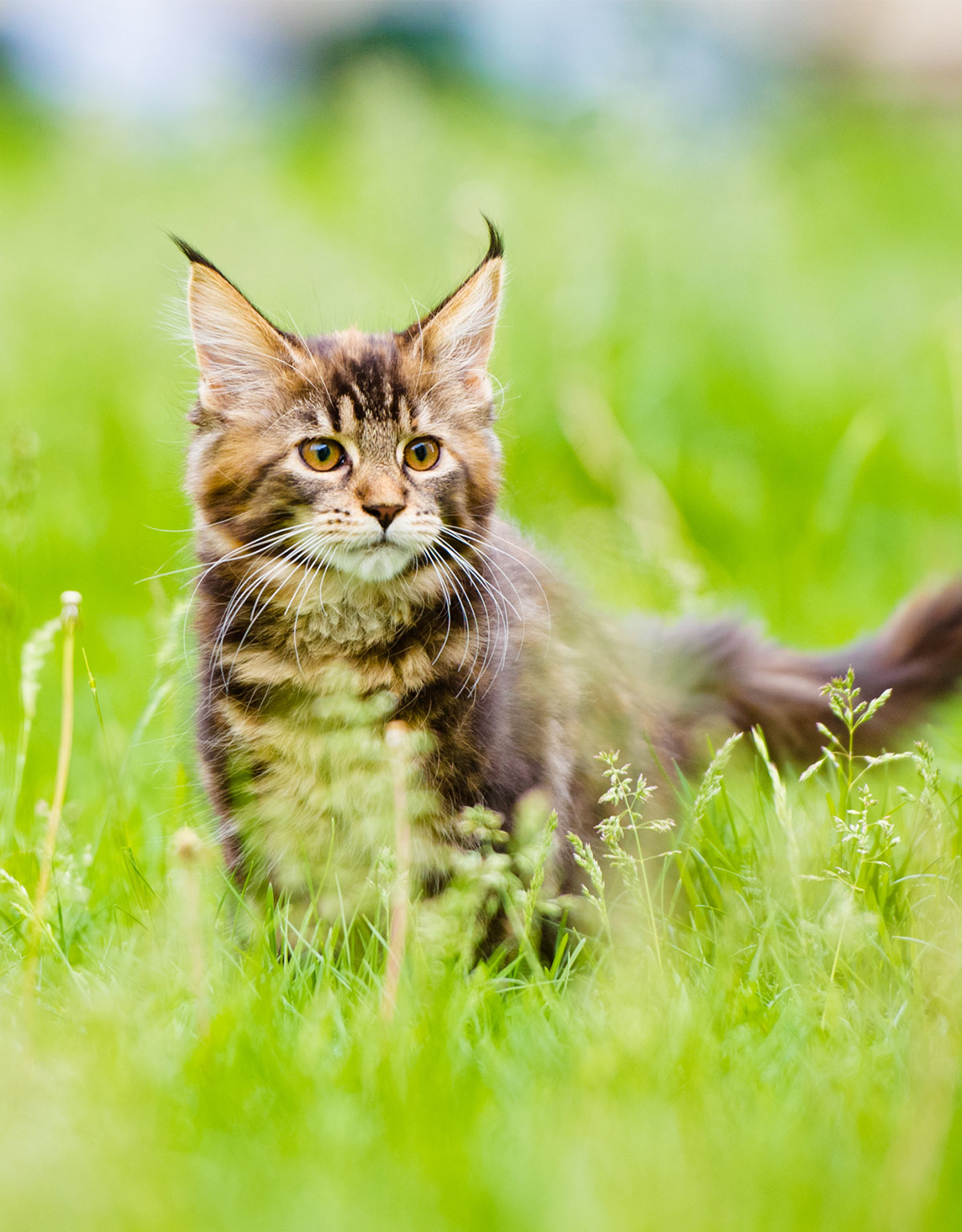 Maine Coon kittens can keep growing for several years.
