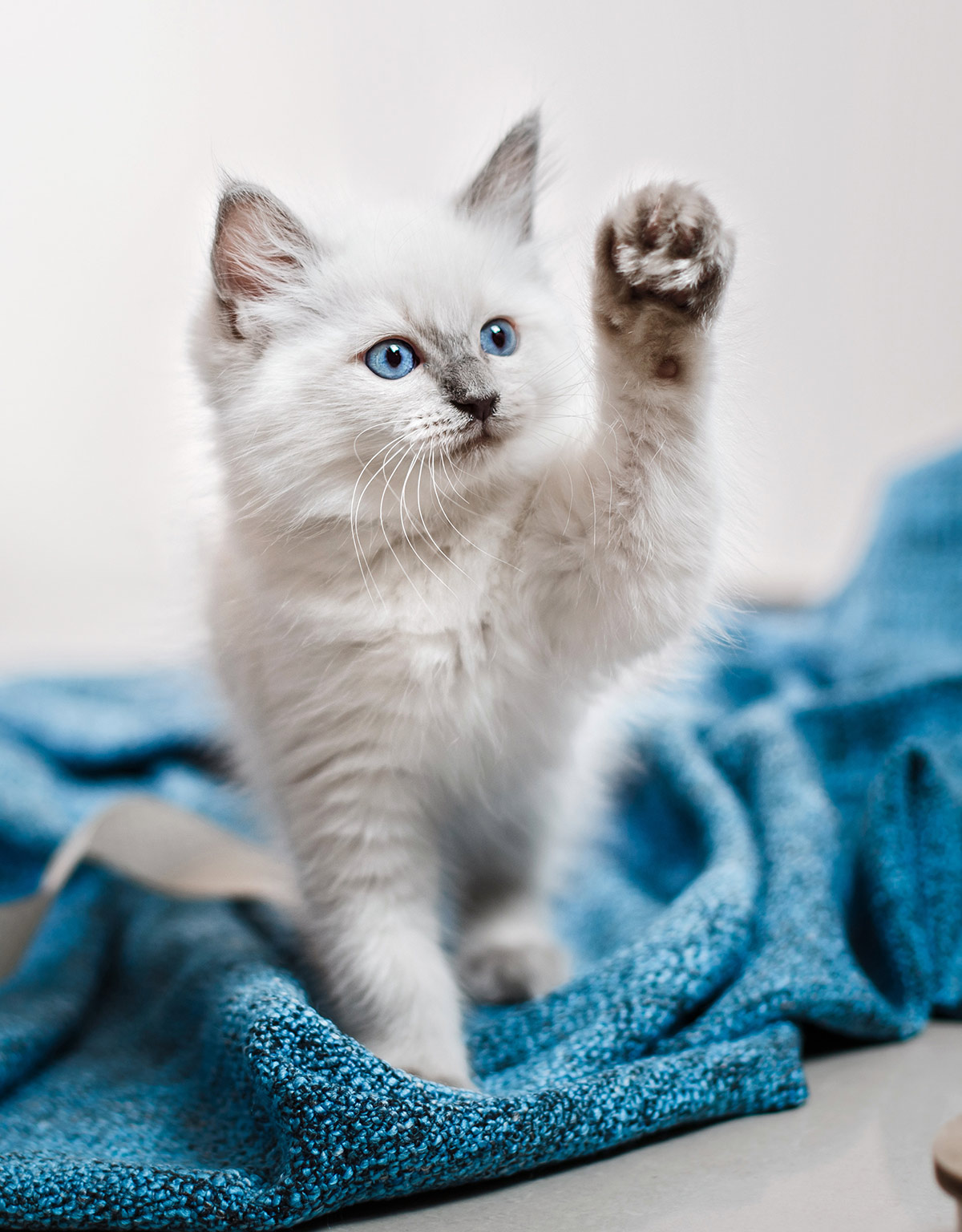 Quand les chats Ragdoll cessent-ils de grandir ?