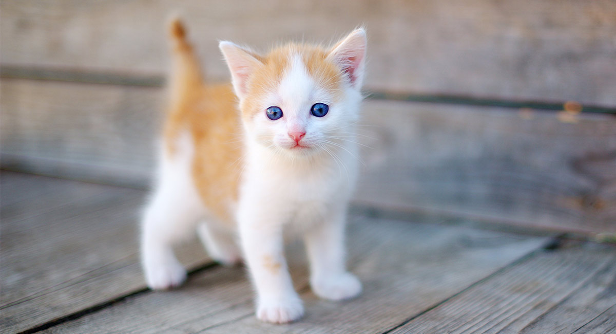 Quand les chats cessent-ils de grandir ?