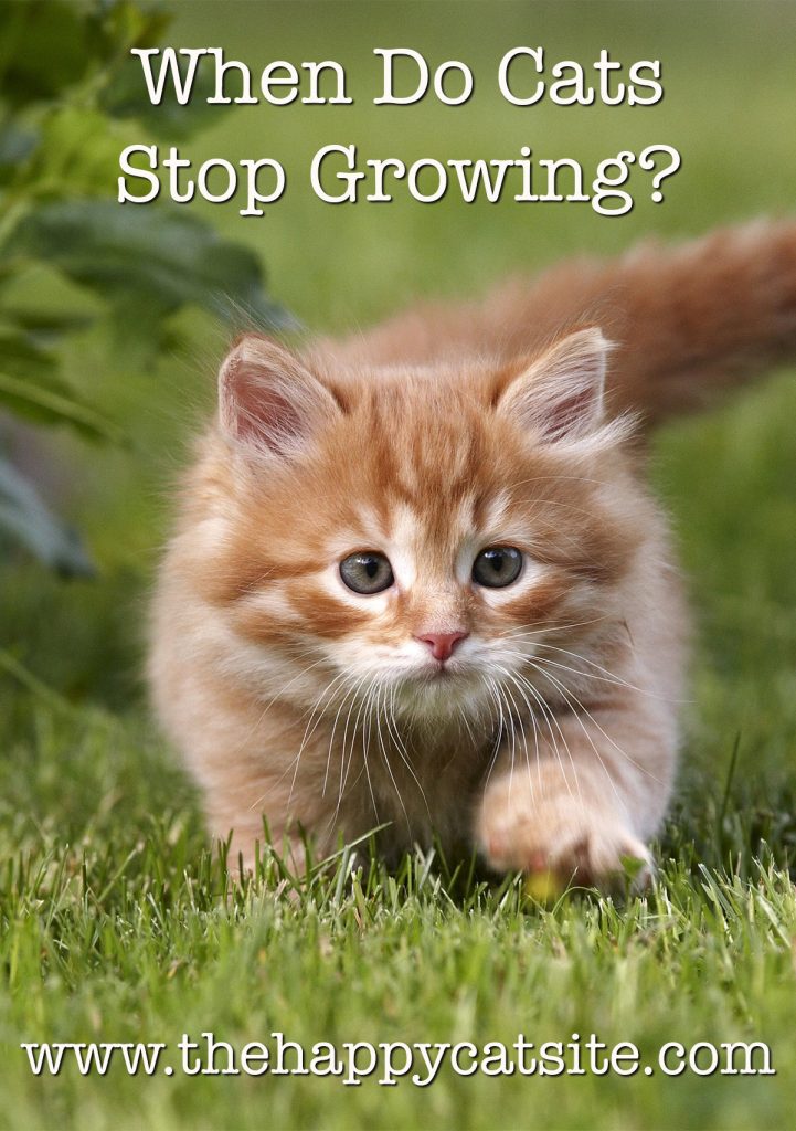 When Do Cats Stop Growing? A Complete Guide To Kitten Growth